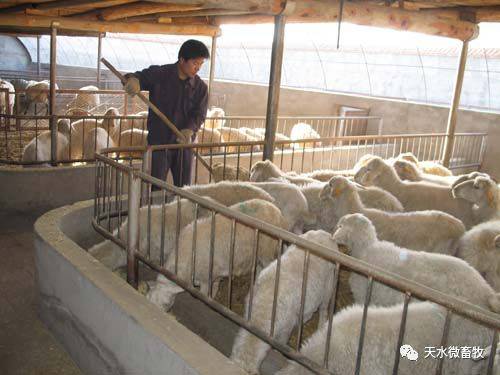 肉羊養殖實用技術第四章 肉羊的飼養管理技術 精準扶貧畜牧養殖技術培訓系列教材